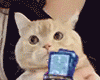 mmexport1675834888591.gif